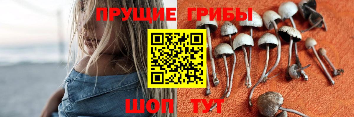 Гулькевичи  Псилоцибиновые грибы прущие грибы  Псилоцибиновые грибы Psilocybine cubensis  Вход с VPN 
